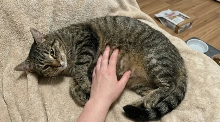 Gatto tigrato disteso su una coperta mentre una mano tocca la sua pancia gonfia