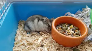 Criceto immobile nella lettiera accanto a una ciotola di cibo in una gabbia