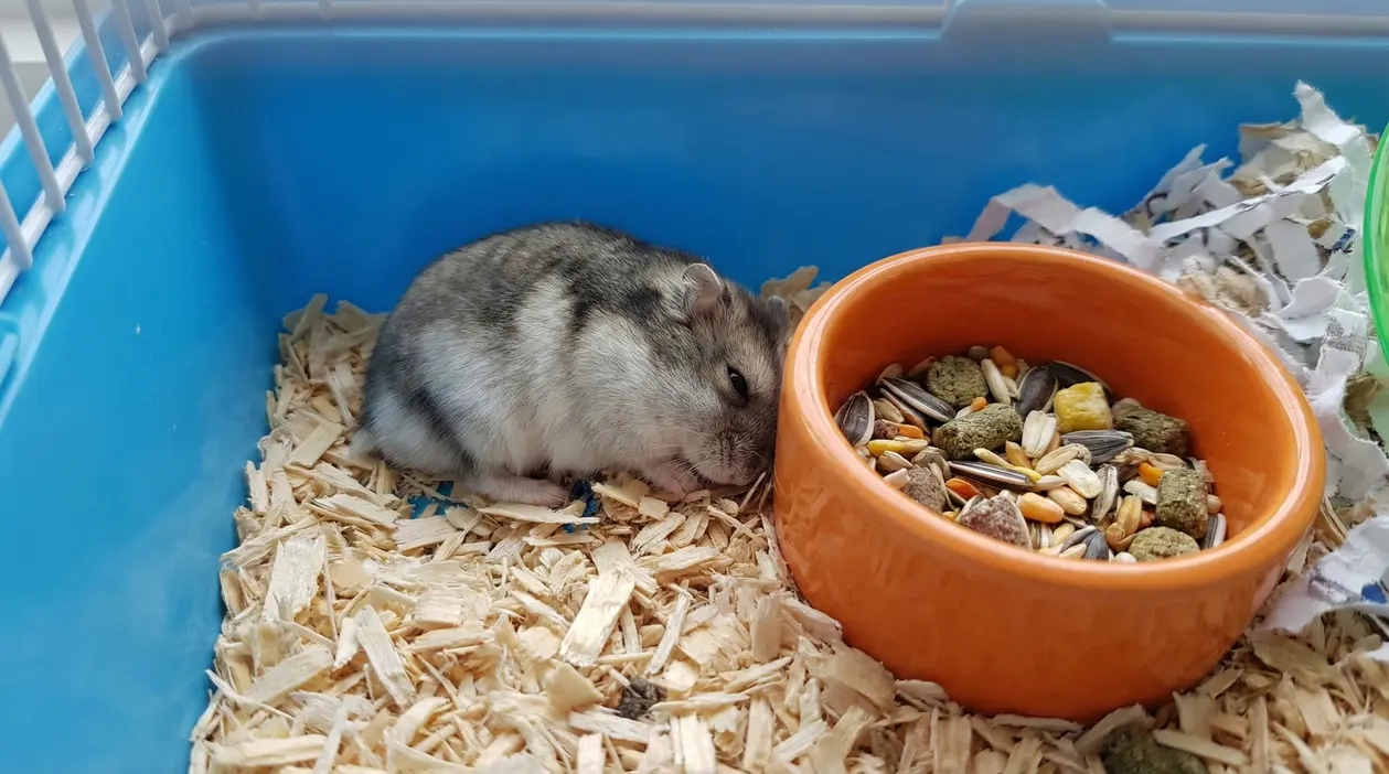 Criceto immobile nella lettiera accanto a una ciotola di cibo in una gabbia