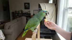 Pappagallo verde su un trespolo mentre mangia un pezzo di frutta da una mano umana.