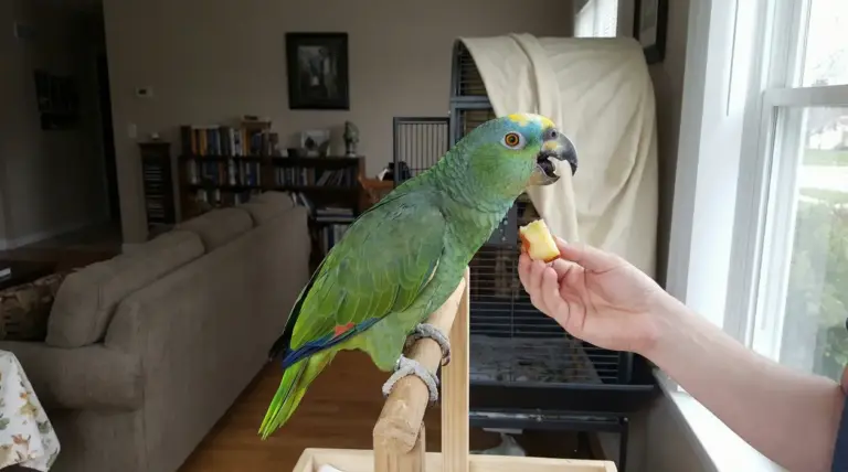 Pappagallo verde su un trespolo mentre mangia un pezzo di frutta da una mano umana.